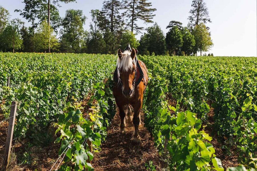 Beaune: Wine Tasting at Château de Pommard - What happens during the tasting