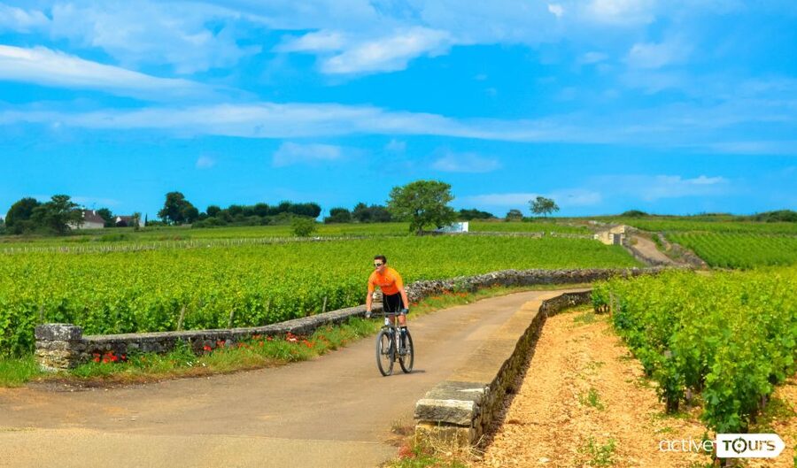 Beaune: Winery Tour by Bike with Wine Tasting - Pommard and the first vineyard stop