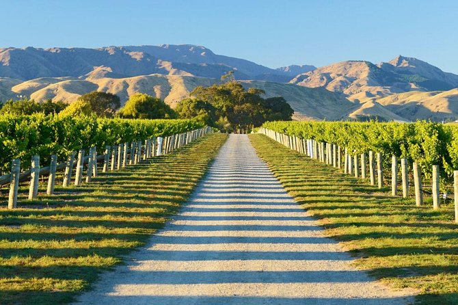 Beyond the Vines - Full-Day Marlborough Wine Tasting Tour - Five wineries give you a proper taste of Marlborough