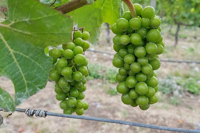Beyond the Vines - Full-Day Marlborough Wine Tasting Tour - Who should book this Marlborough day out?