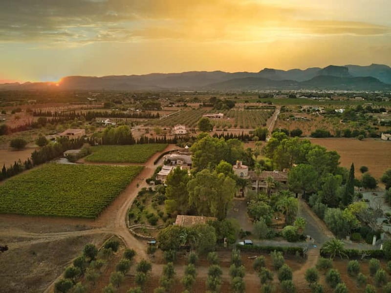 Binissalem: Individual vineyard tour and wine tasting in German - From grape varieties to finished wine