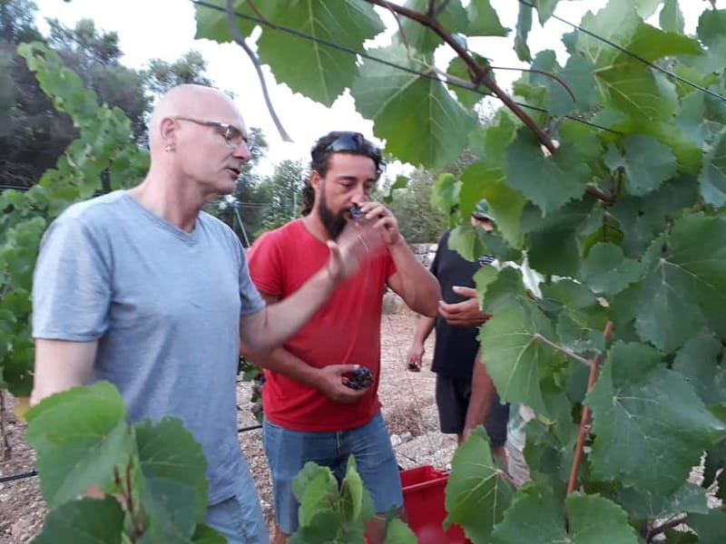Binissalem: Individual vineyard tour and wine tasting in German - Five wines, from fresh whites to bold reds