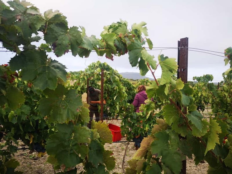 Binissalem: Individual vineyard tour and wine tasting in German - Who will enjoy this Binissalem tasting most
