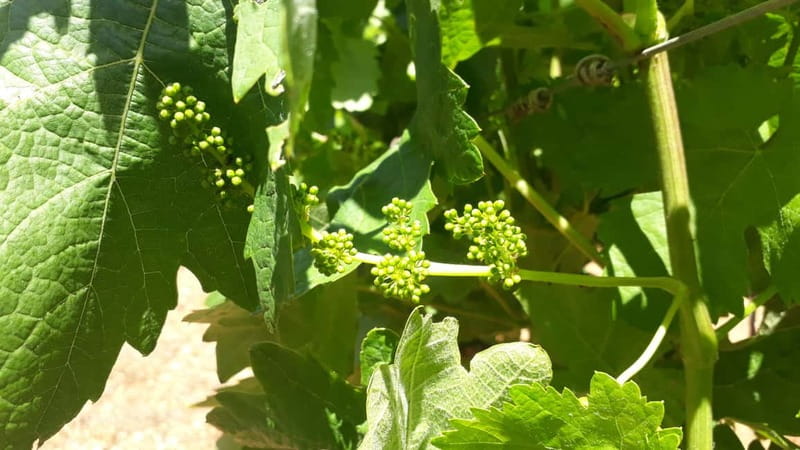 Binissalem: Individual vineyard tour and wine tasting in German - How to make the most of the two hours