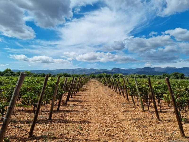 Binissalem: Individual vineyard tour and wine tasting in German - Walking between the vines