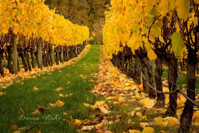 Blenheim Half day Wine Tour - Starting in Blenheim at 10:00 am