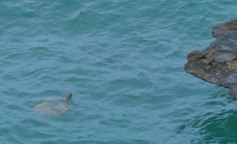 Boa Vista: Shark, Turtles, Cave, Sandboarding & Tasting Tour - Turtle Bay and Shark Bay in the Wild