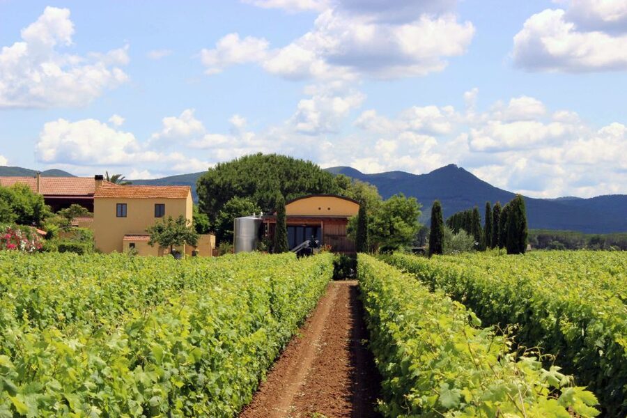 Bolgheri: Winery Tour with Wine Tasting - Bruschetta and olive oil keep the tasting grounded