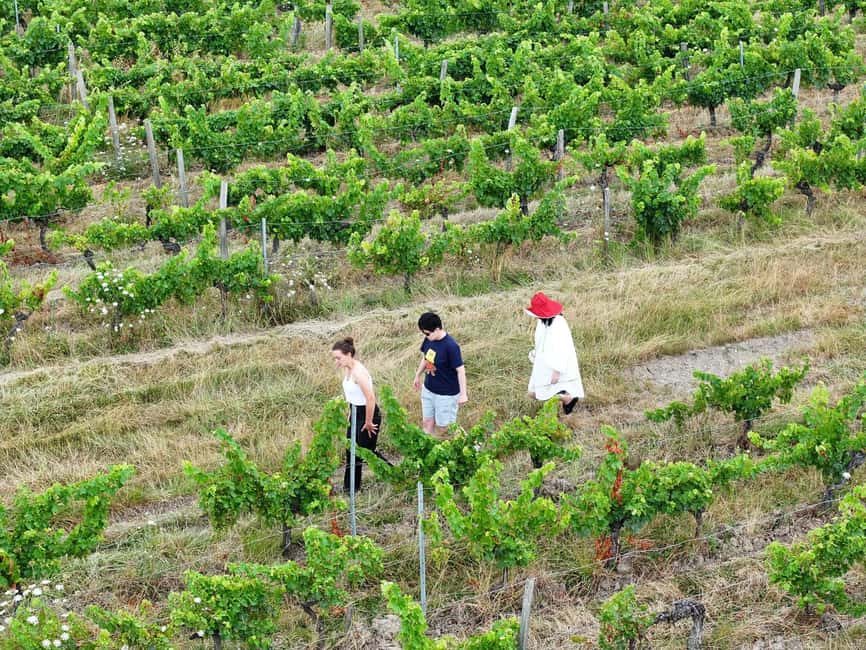 Bordeaux: Explore an Organic Family Vineyard with Tasting - Should you book this vineyard visit?
