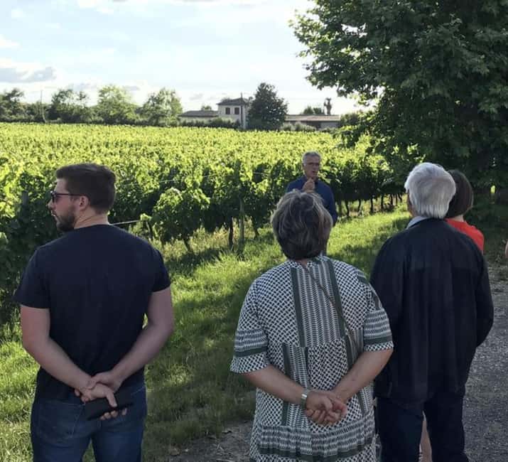 Bordeaux: Explore an Organic Family Vineyard with Tasting - Inside the cellar, from fermentation to bottle