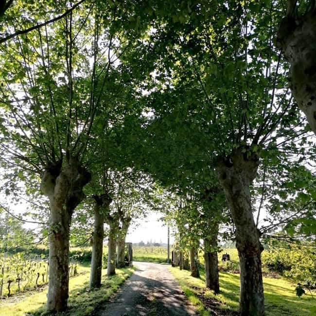 Bordeaux: Explore an Organic Family Vineyard with Tasting - Practical details for planning your visit