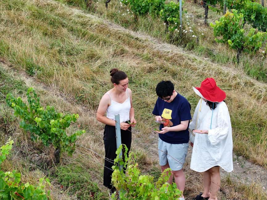 Bordeaux: Explore an Organic Family Vineyard with Tasting - Meeting the vines and the organic changes