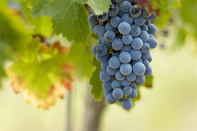 Bordeaux Full Day Wine Tour - 3 Wineries & Gourmet Picnic Lunch - Key points at a glance