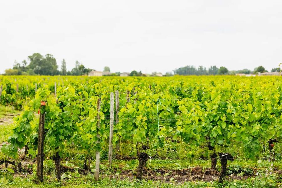 Bordeaux: St. Emilion Day Trip with Wine Tasting and Lunch - A second winery with a different point of view