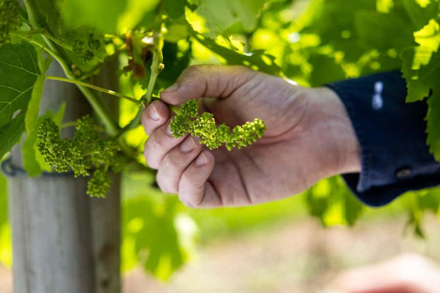 Brisbane: Boutique Winery Tour with Gourmet Lunch - The secret stop and changing plans