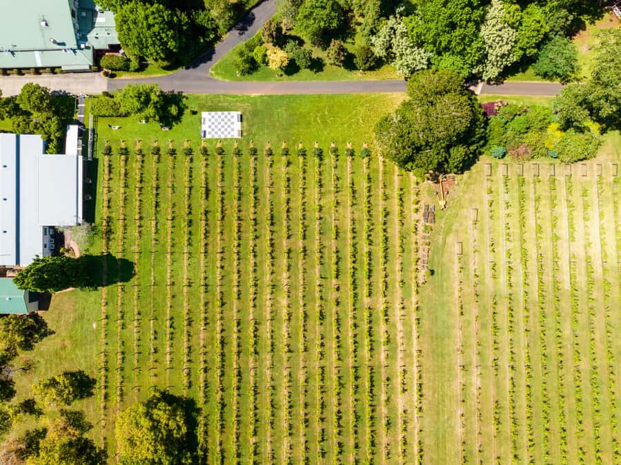 Brisbane: Boutique Winery Tour with Gourmet Lunch - Guides, group size, and the feel of the day