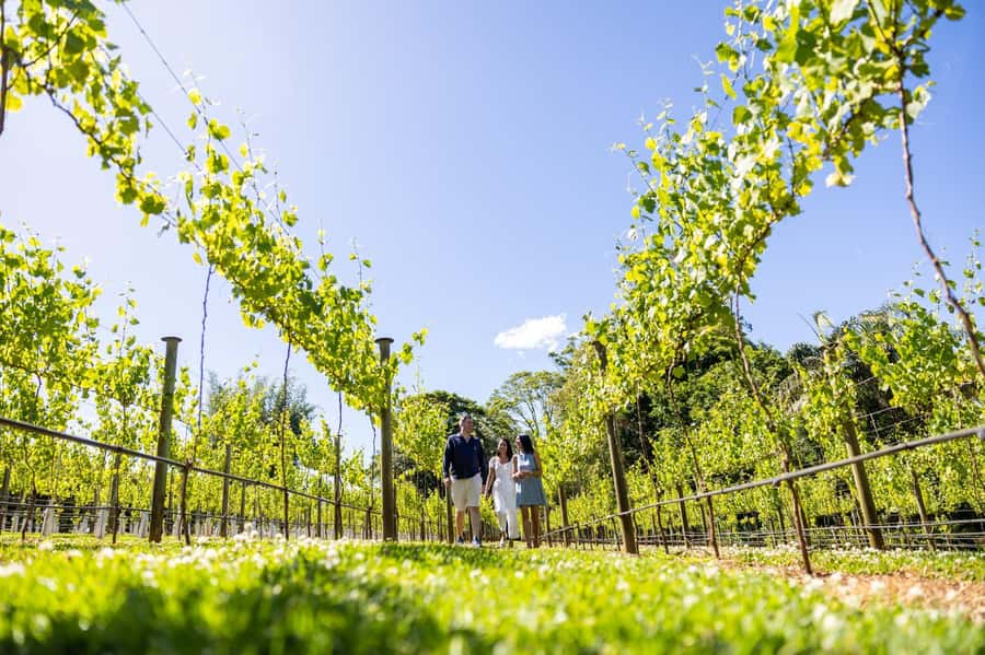 Brisbane: Tamborine Mountain Local Winery Tour with Lunch - A wine country day above Brisbane