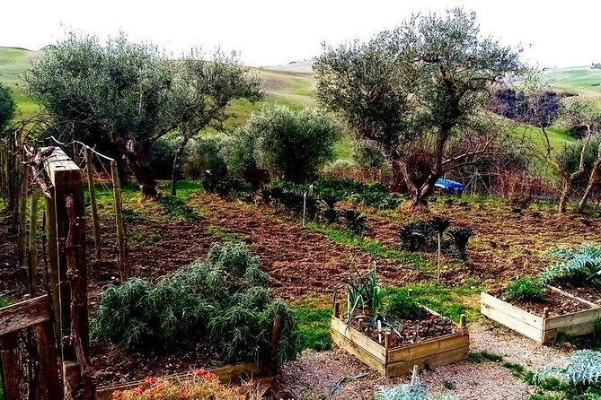 Brunello Wine Tour and Val D'Orcia Landscape - Behind the scenes at a local winery
