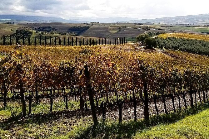 Brunello Wine Tour and Val D'Orcia Landscape - The value of a $266.51 private tour