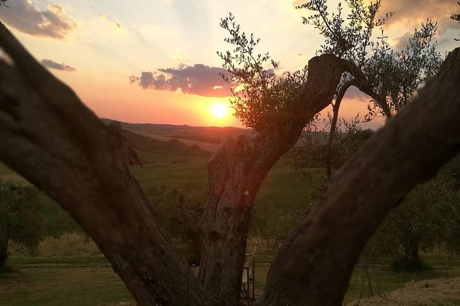 Brunello Wine Tour and Val D'Orcia Landscape - Starting in Pienza at 10:00 a.m.