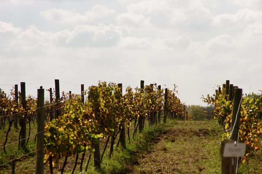 Buenos Aires: Wine Tasting and Lunch at Bodega Gamboa - What the winery is not