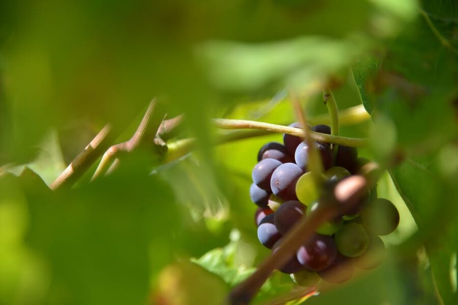 Burgundy Wines Full-Day Tasting Tour from Dijon - Is $171 a good value?