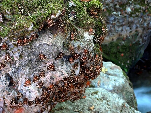 Butterfly Valley & Wine, Olive Oil, Honey Tasting Tour (Small Group) - Key points to know before booking