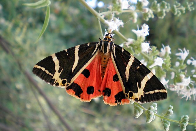 Butterfly Valley & Wine, Olive Oil, Honey Tasting Tour (Small Group) - A countryside side of Rhodes in five hours