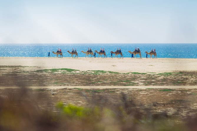 Cabo Beach Camel Ride, Mexican Buffet and Tequila Tasting - Who Will Enjoy This Experience Most?