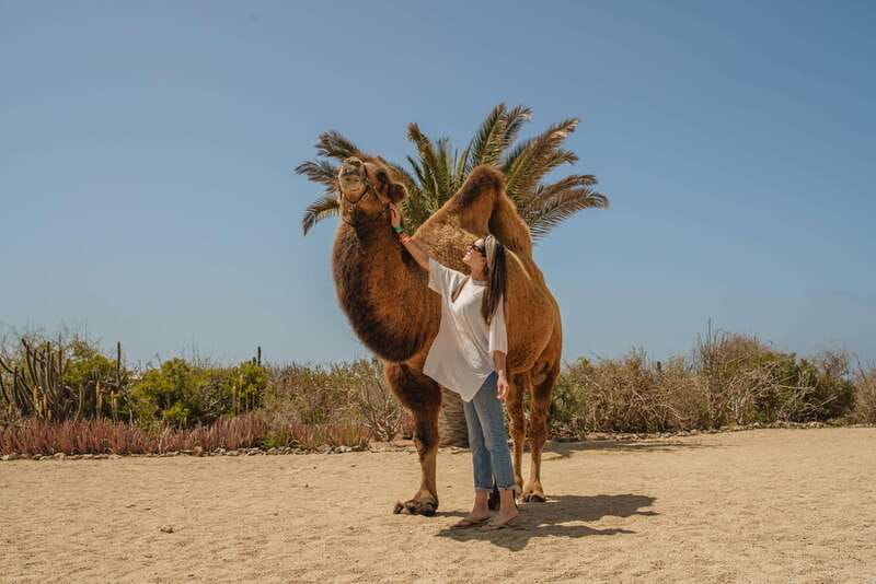 Cabo San Lucas: Camel Safari Tour with Lunch and Tequila - Tortillas, lunch, and a taste of Mexico