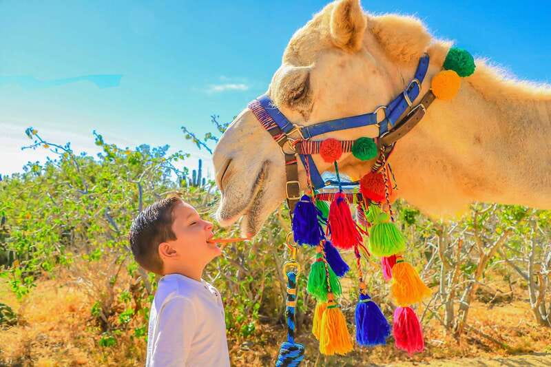 Cabo San Lucas: Camel Safari Tour with Lunch and Tequila - Guides, group mood, and the right expectations