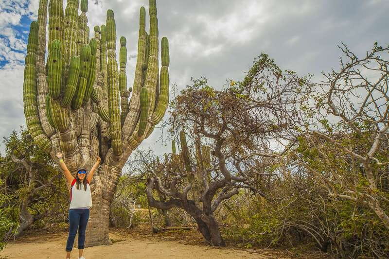 Cabo San Lucas: Camel Safari Tour with Lunch and Tequila - Who should book this Cabo camel safari