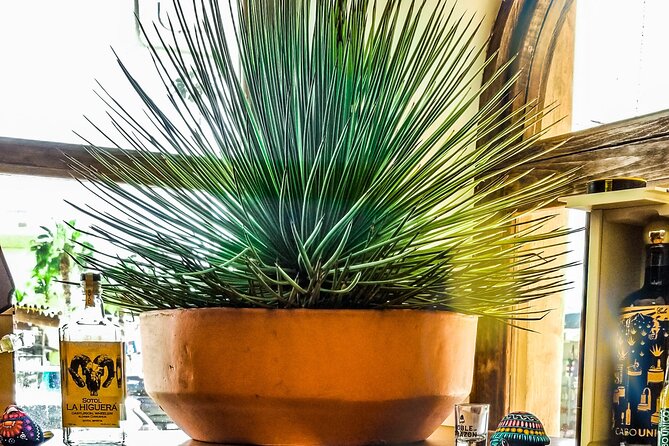 Cabo San Lucas Tequila Tasting Experience - Who will enjoy this private workshop most