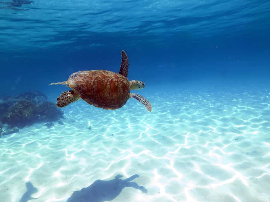 Cairns: Ocean Spirit Great Barrier Reef Full Day Tour - Key points at a glance