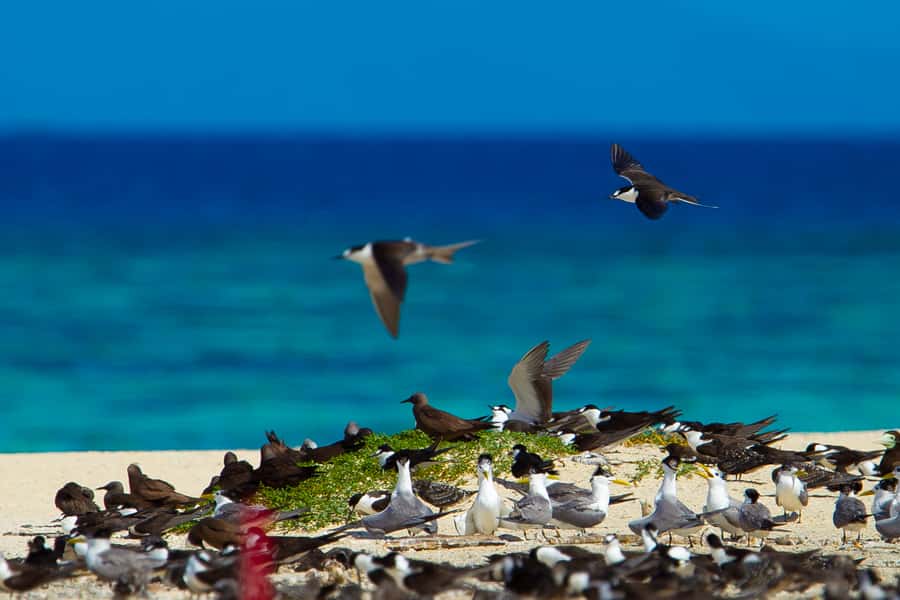 Cairns: Ocean Spirit Great Barrier Reef Full Day Tour - Food, drinks, and the small comforts