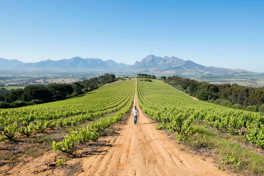 Cape Town: Full-Day Winelands Tour with Wine Tastings & Food - Four estates, three wine regions, one long day