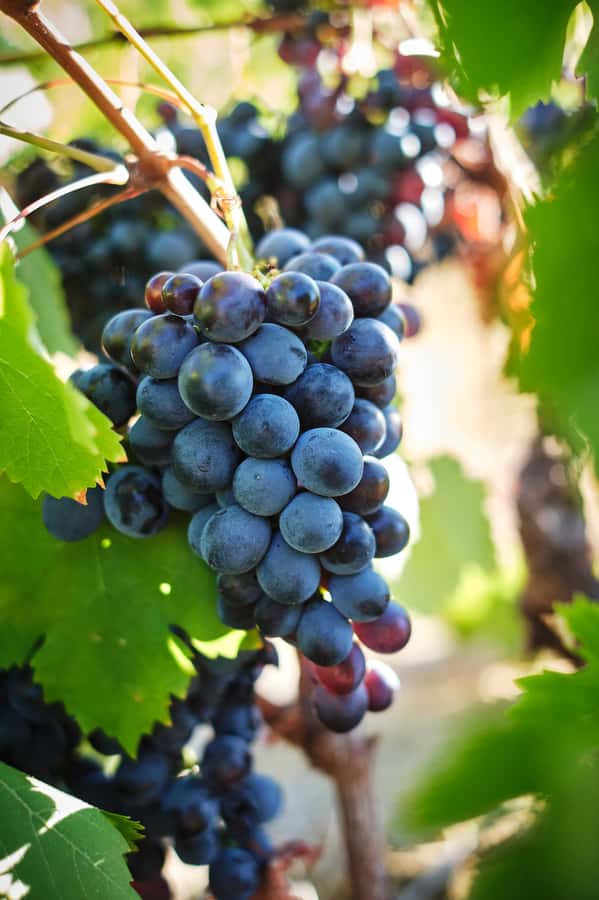 Cape Town: Full-Day Winelands Tour with Wine Tastings & Food - A vineyard lunch gives the day a proper pause