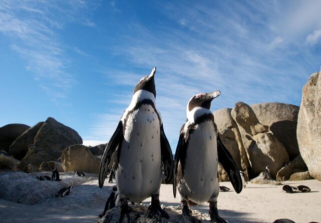 Cape Town Peninsula Day Tour ( Cape Point/Boulders/Wine Tasting) - One day from city streets to the Cape Peninsula