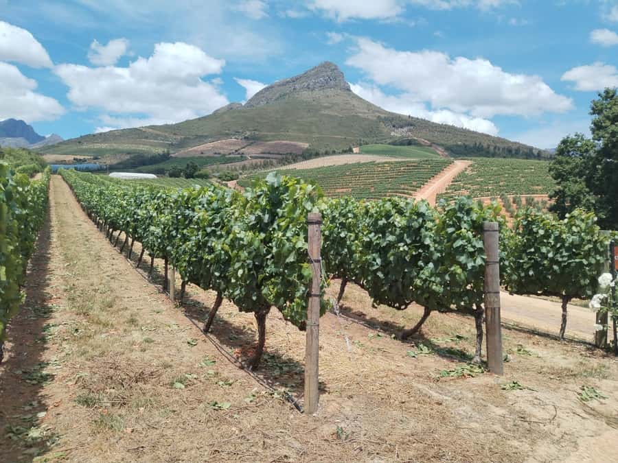 Cape Town: Stellenbosch, Franschhoek, Wine Tasting and Tram - Three Cape Winelands districts from one Cape Town pickup
