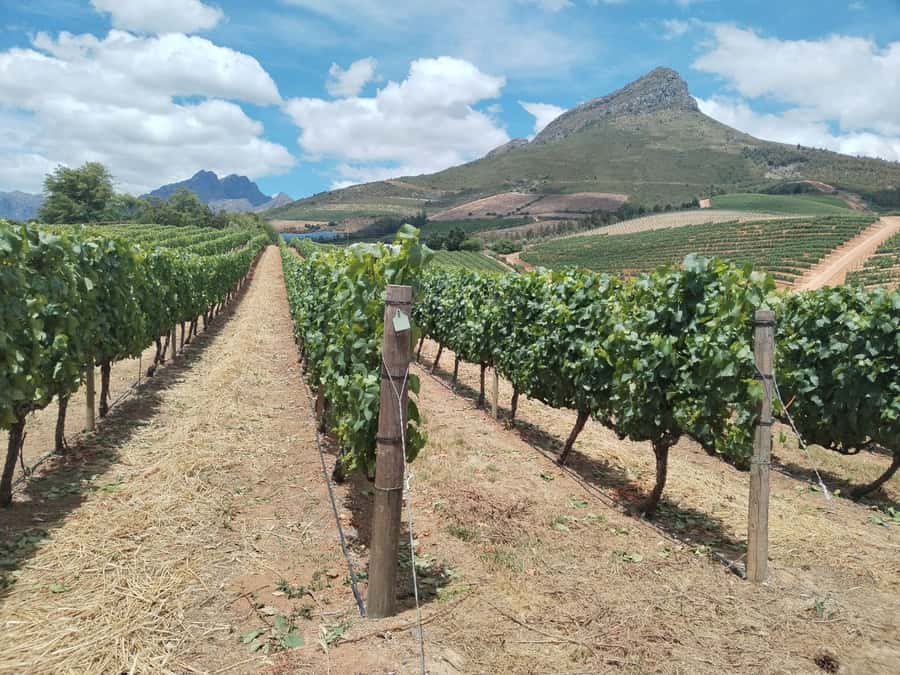 Cape Town: Stellenbosch, Franschhoek, Wine Tasting and Tram - Stellenbosch gives you 40 minutes of town, not a full visit