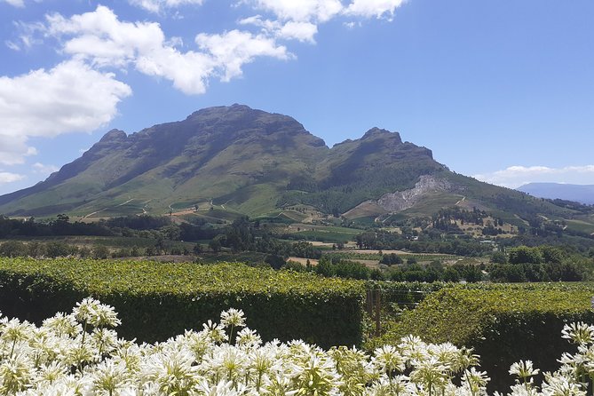 Cape Winelands and Wine Tasting Full Day Tour - Marianne adds Stellenbosch wine and a South African pairing