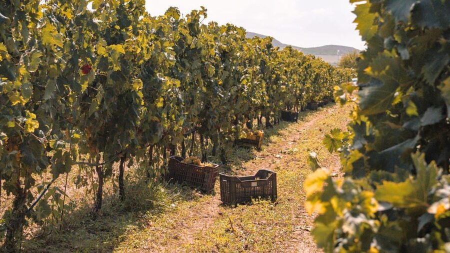 Castelsardo: visit a vineyard with wine tasting at sunset - A sunset winery near Castelsardo