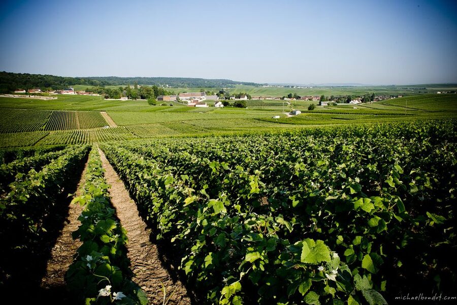 Champagne: Canard-Duchêne Champagne House Tour - Is $25 a good value for an hour?