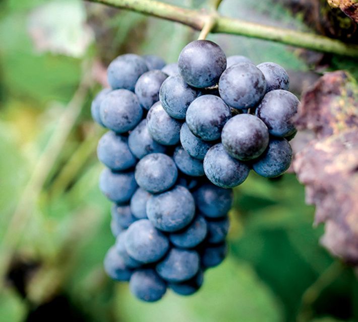 Champagne: Canard-Duchêne Champagne House Tour - Who will enjoy this tour most?