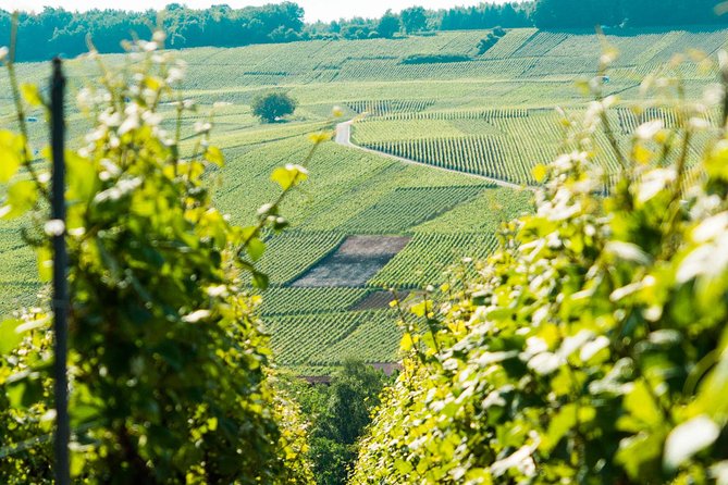 Champagne Day Trip with 6 Tastings, Reims and Winery from Paris - Meeting a small producer at Champagne DOMI