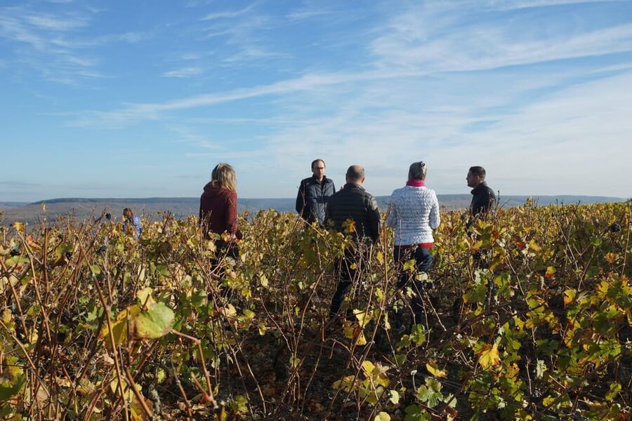 Champagne Vineyard Experience: Delve into the terroir - The family and biodiversity angle