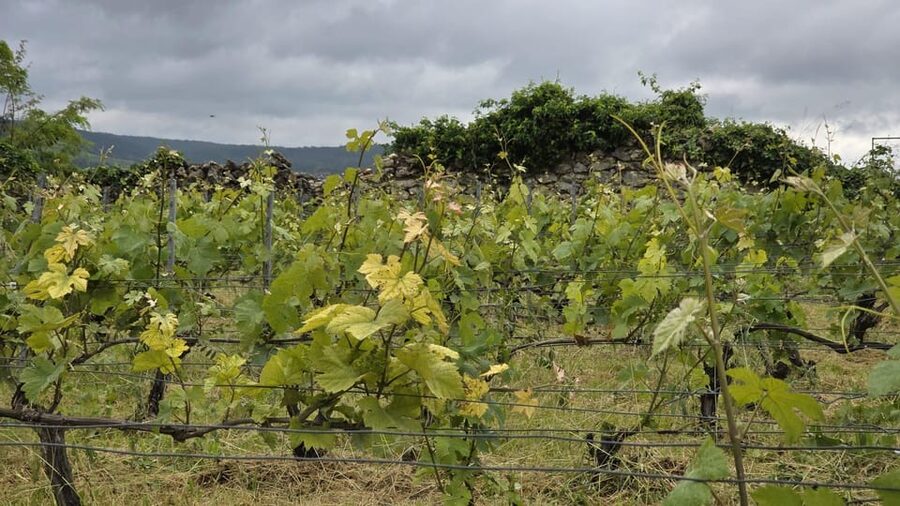 Champagne Vineyard Experience: Delve into the terroir - Price, cancellation, and useful planning details