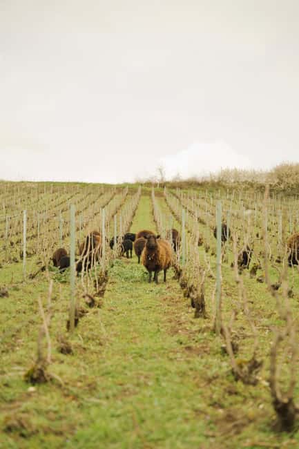 Champagne Vineyard Experience: Delve into the terroir - A practical look at Champagne production