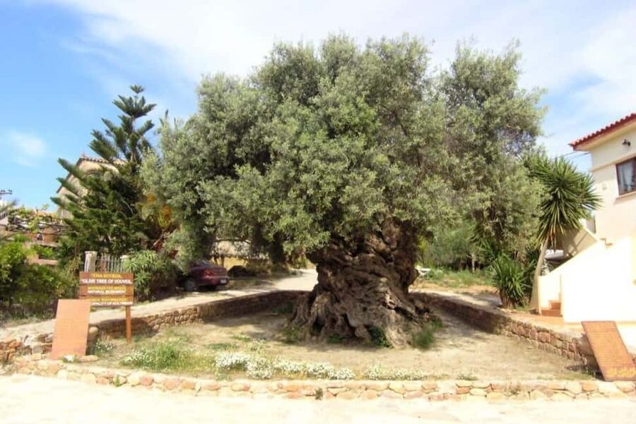 Chania Area: Food Tasting Tour with Winery Visit - Perivolakia Village and the Cretan table