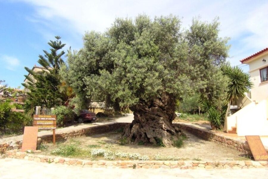 Chania Area: Food Tasting Tour with Winery Visit - Pnevmatikakis Winery in Kissamos